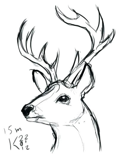 400x517 Drawing Wildlife Book Diagram Of Whitetail Deer Skull Diagrama De - Deer Head Sketch