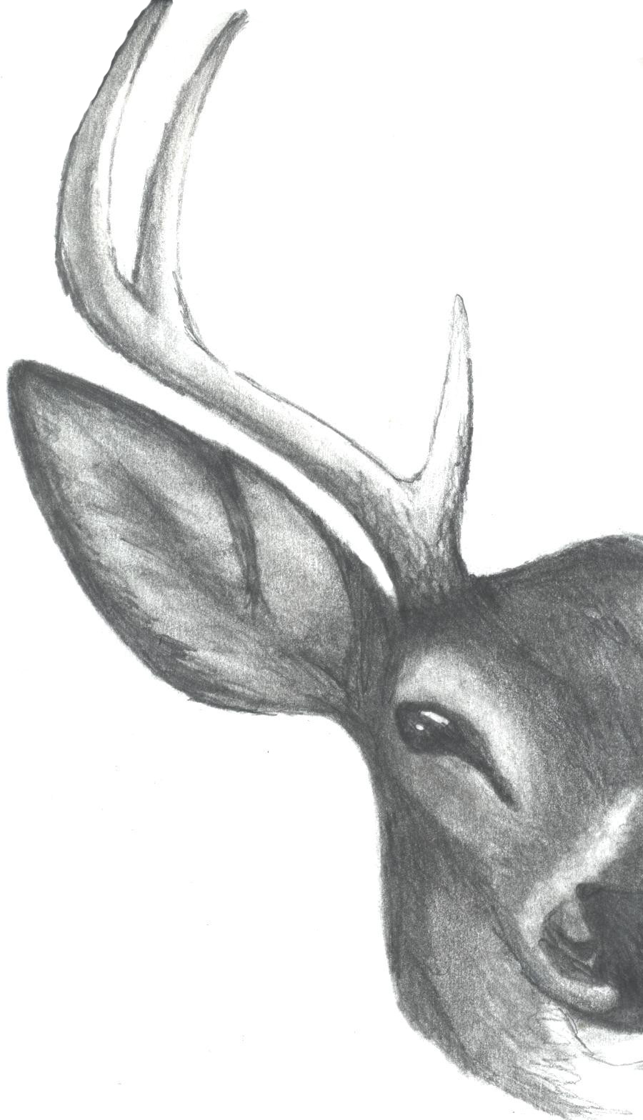900x1568 Drawn Buck Stag Head - Deer Head Sketch