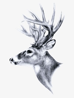 246x327 Sketch Of Deer Head, Deer Clipart, Head Clipart, Sketch Png Image - Deer Head Sketch