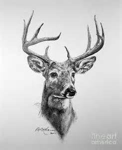 245x300 Deer Head Drawings - Deer Head Sketch
