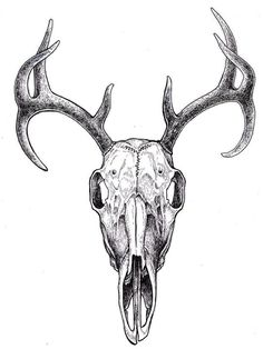 236x314 Deer Skull Illustration - Deer Head Sketch