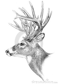 236x340 How To Draw A Deer Head, Buck, Dear Head Drawing Amp Painting - Deer Hunting Sketch