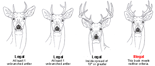 500x213 Antler Restrictions - Deer Hunting Sketch