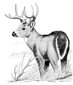 257x300 Chronic Wasting Disease (Cwd) Wildlife Diseases Wildlife Human - Deer Hunting Sketch