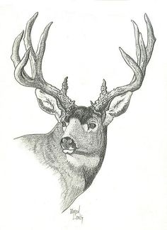 Deer Pencil Sketch at PaintingValley.com | Explore collection of Deer ...