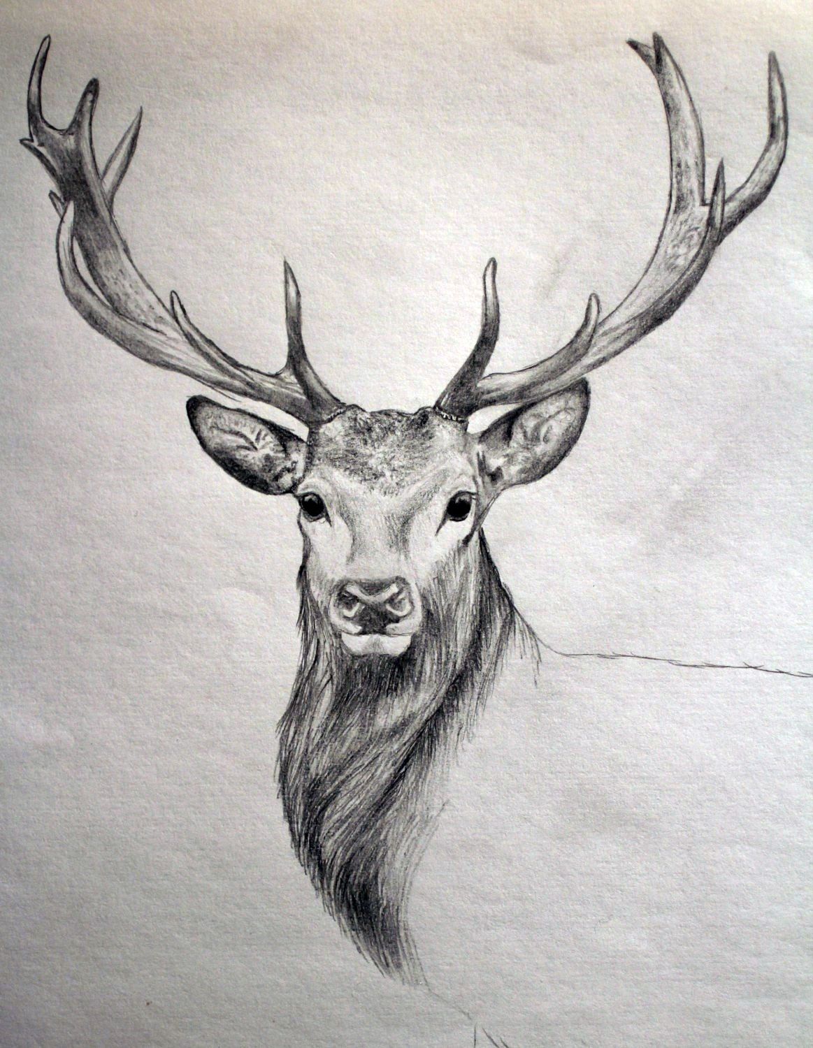 1163x1500 Drawing After Hunting Colored Pencil Drawings In - Deer Pencil Sketch
