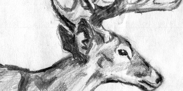 600x300 Drawn Deer Charcoal Drawing - Deer Pencil Sketch