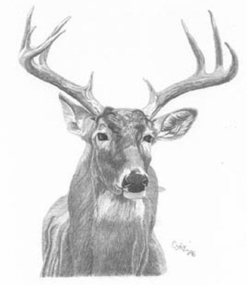 347x400 Great Whitetail Deer Pencil Sketch - Deer Pencil Sketch