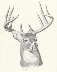 239x300 Leon Parson 8 X 10 Pencil Sketch Print Buck Deer Vintage Art - Deer Pencil Sketch