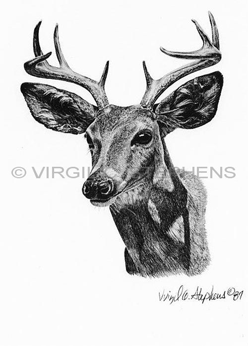500x697 Pencil Drawings Pencil Drawing Deer - Deer Pencil Sketch