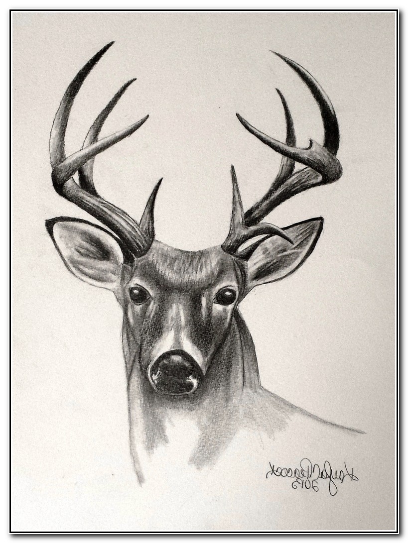 819x1091 Pencil Sketch Of Deer Best Drawing Book - Deer Pencil Sketch