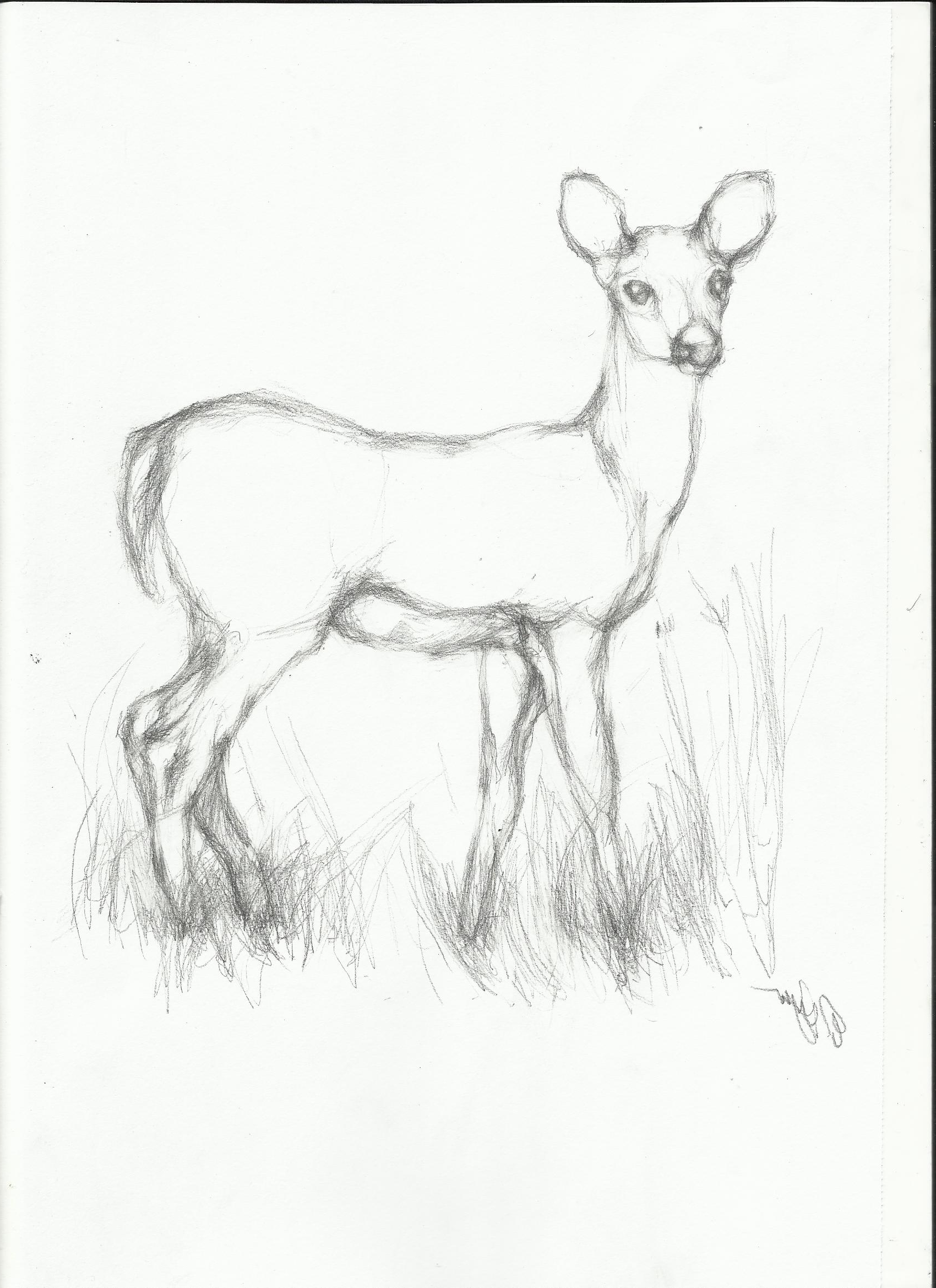 1700x2338 Pencil Sketches Of Deer Pencil Sketches Of Deer Deer Painting - Deer Pencil Sketch