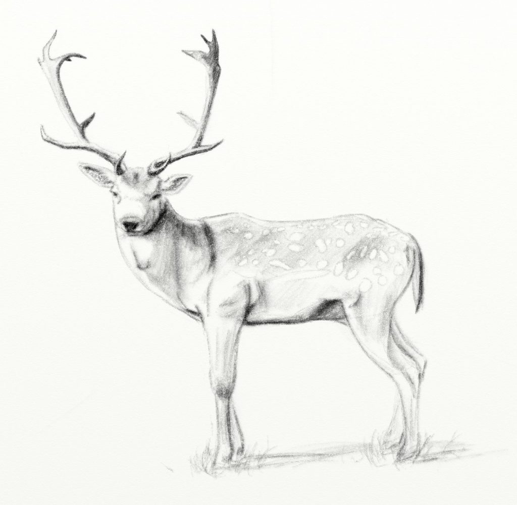 1024x1001 Pencil Sketches Of Deer Pencil Sketches Of Deer Deer Pencil - Deer Pencil Sketch