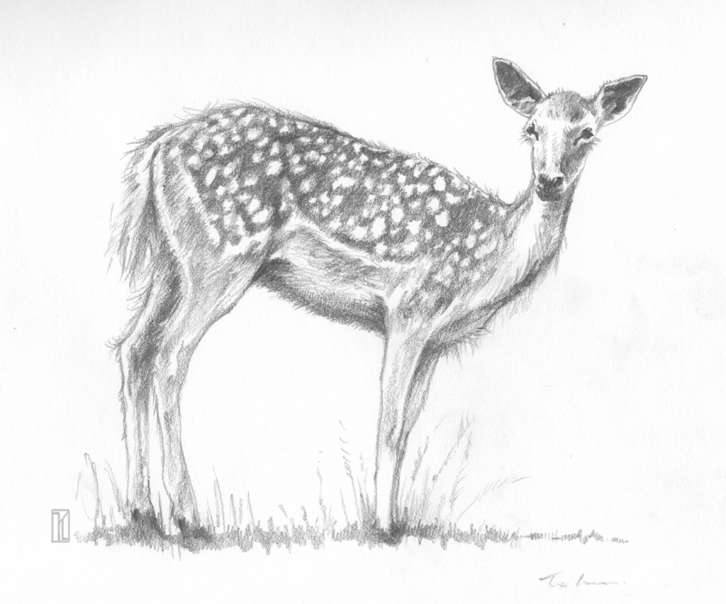 1024x852 Pencil Sketches Of Deer Pencil Sketches Of Deer Pencil Sketches Of - Deer Pencil Sketch