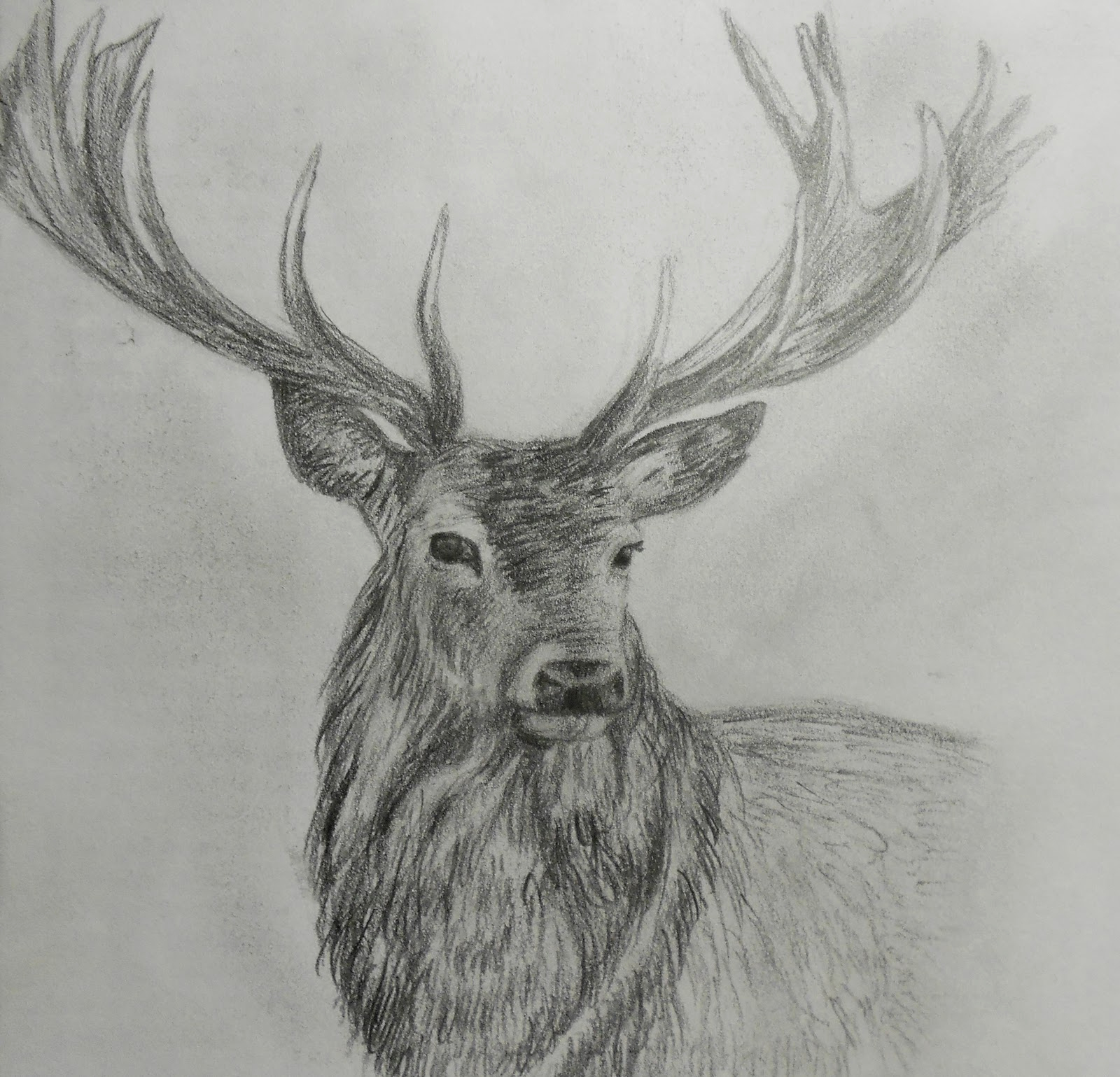 1600x1539 Photo To Pencil Sketch Deer Pencil Sketch Www Pixshark Com Images - Deer Pencil Sketch