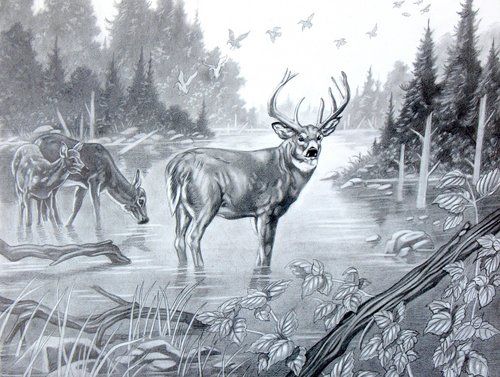 500x377 Pics For Gt Deer Pencil Sketch Animal Art Animal - Deer Pencil Sketch