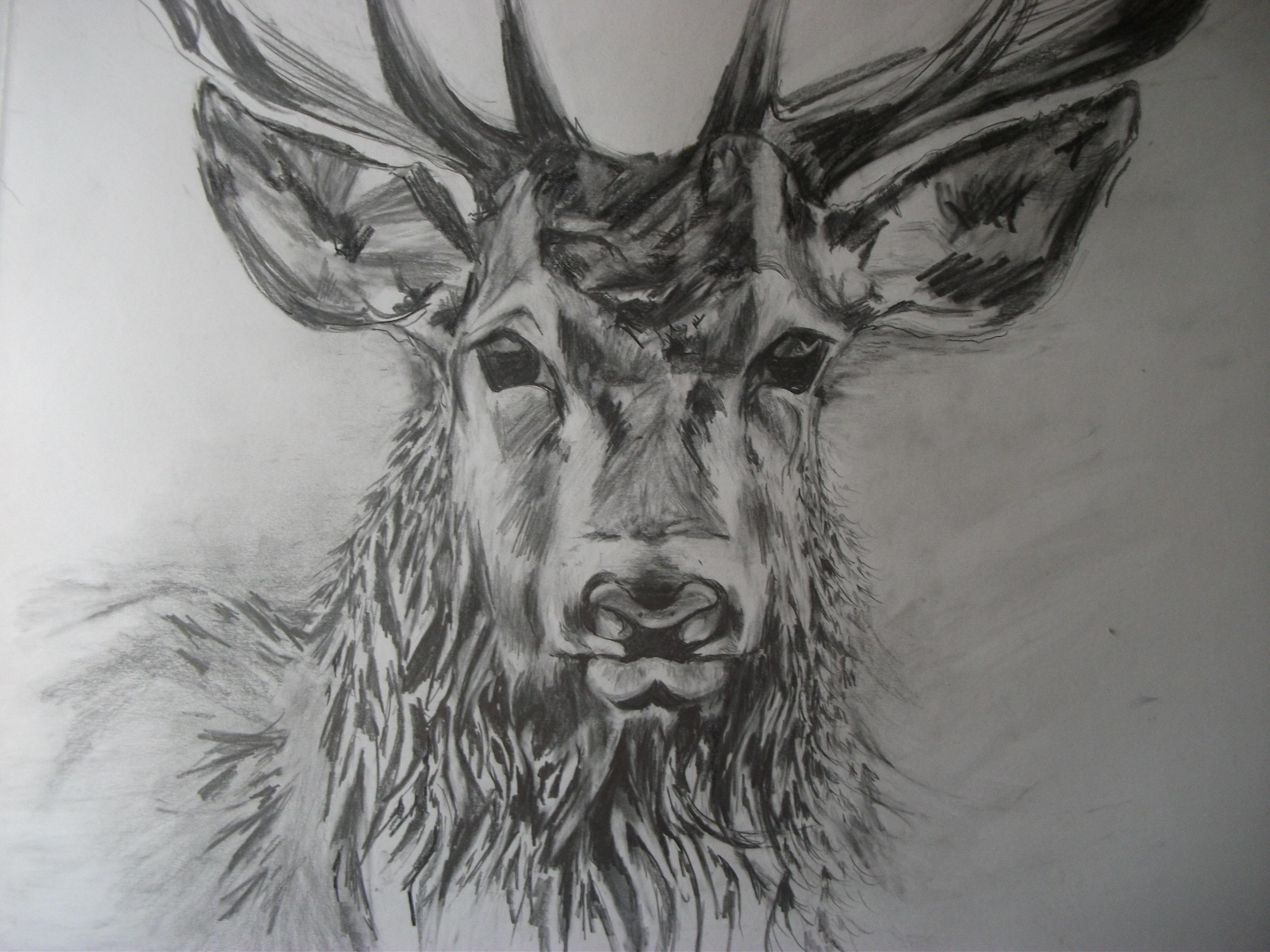 4000x3000 Small Pencil Sketch - Deer Pencil Sketch