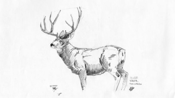 585x329 Stunning Design Mule Deer Sketch Pencil Drawings Skat Sketches Of - Deer Pencil Sketch