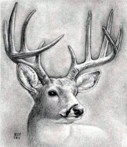 261x302 White Tailed Deer Clipart Pencil Drawn - Deer Pencil Sketch
