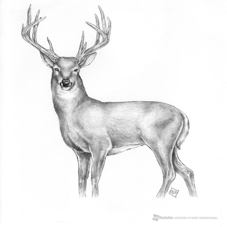 736x736 Dear Sketch - Deer Pencil Sketch