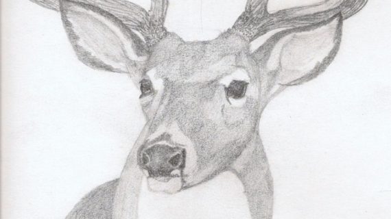 570x320 Pencil Drawings Of Deer - Deer Pencil Sketch