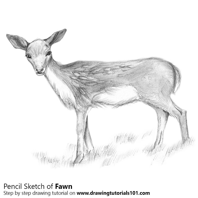 800x800 Baby Deer Aka Fawn Pencil Drawing - Deer Pencil Sketch