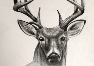 300x210 Dear Pencil Drawing Images Deer Painting Pencil Sketch Pictures - Deer Pencil Sketch