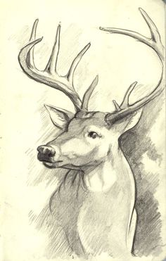 236x371 199 Best Deer Sketches Images Deer Sketch, Deer - Deer Sketch