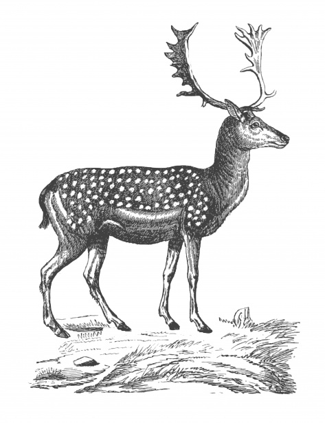 473x615 Deer Sketch Free Stock Photo - Deer Sketch