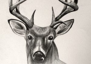 300x210 Deer Sketch Images Deer Sketch Animal Royalty Free Vector Image - Deer Sketch
