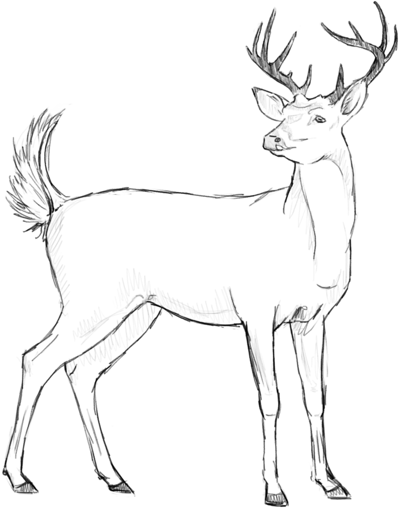793x1007 Deer Sketch By Danilu1998 - Deer Sketch