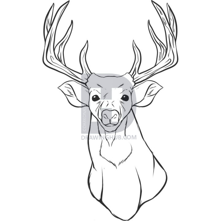 720x720 How To Draw A Realistic Deer, Draw Real Deer, Step By Step - Deer Sketch