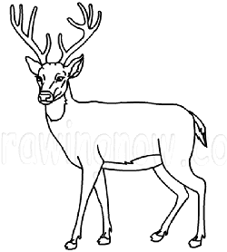 250x278 How To Draw Deer Drawing Tutorials Amp Drawing Amp How To Draw Deer - Deer Sketch