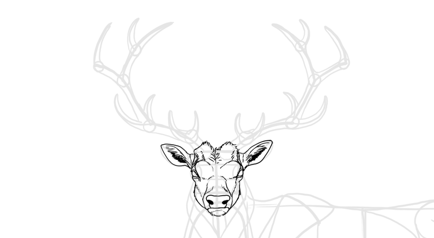 850x467 How To Draw A Deer Step By Step - Deer Sketch