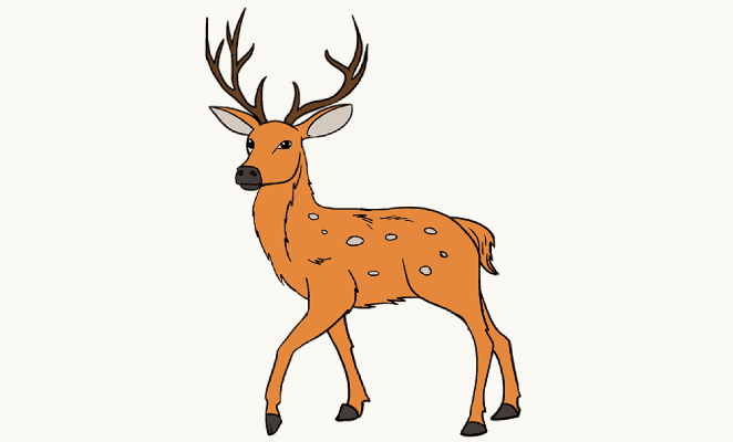 662x400 How To Draw A Deer In A Few Easy Steps Easy Drawing Guides - Deer Sketch