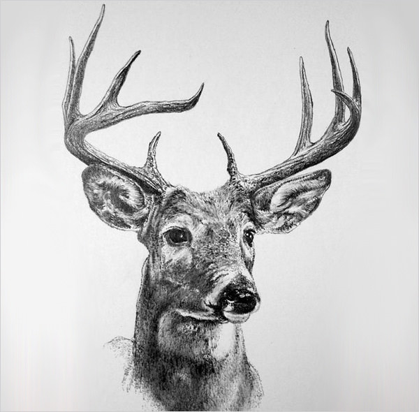 600x590 Free Deer Drawings Amp Designs Free Amp Premium Templates - Deer Sketch