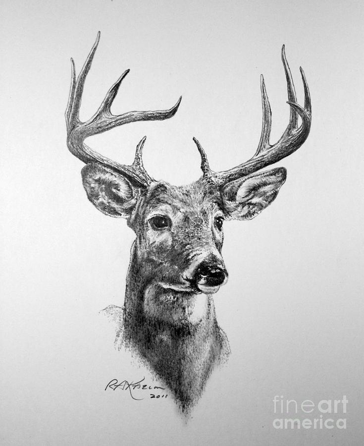 735x900 Buck Deer Drawing By Roy Anthony Kaelin - Deer Sketch