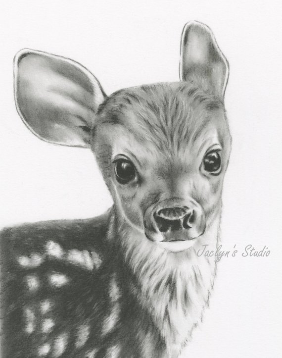 570x723 Charcoal Drawing Giclee Print Deer Drawing 8x10 Etsy - Deer Sketch