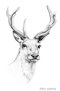 236x354 Deer Drawing Deer Drawing In 2018 Drawings, Art - Deer Sketch Art