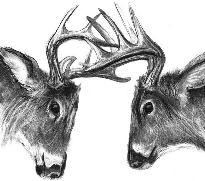 680x602 Free Deer Drawings Amp Designs Free Amp Premium Templates - Deer Sketch Art
