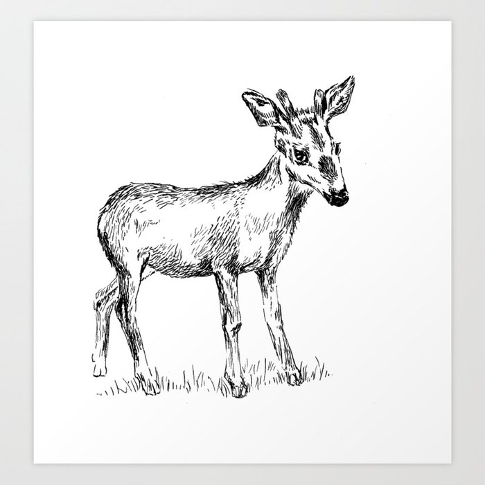 700x700 Young Deer Black And White Sketch Art Print By Rachelibenaharon - Deer Sketch Art