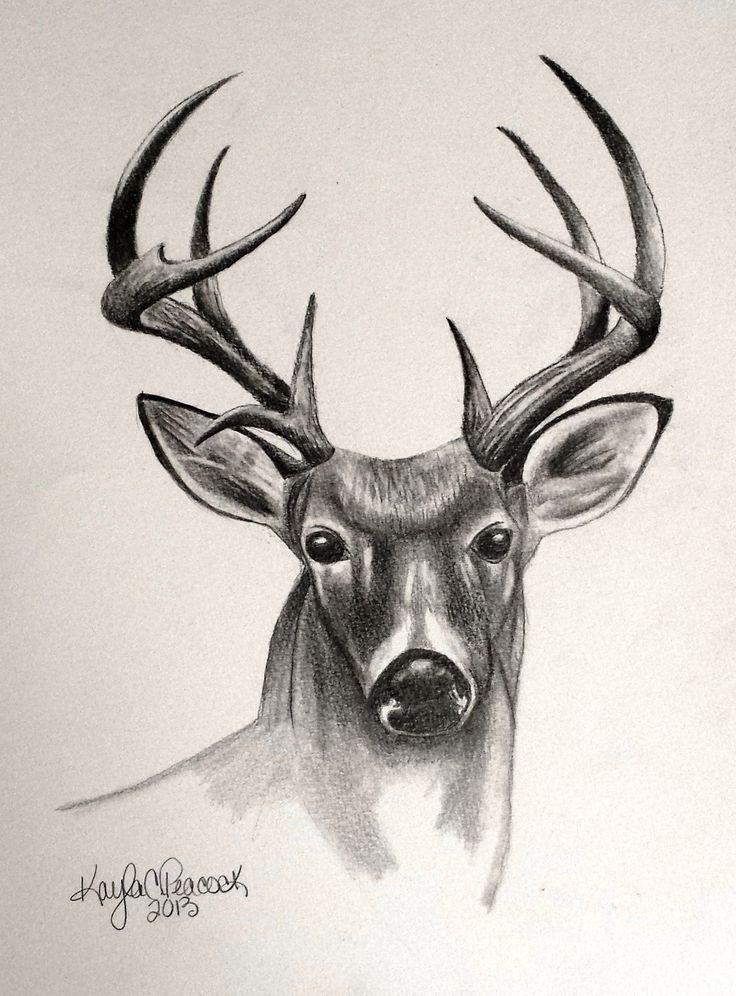 736x996 Deer Sketches - Deer Sketch Art