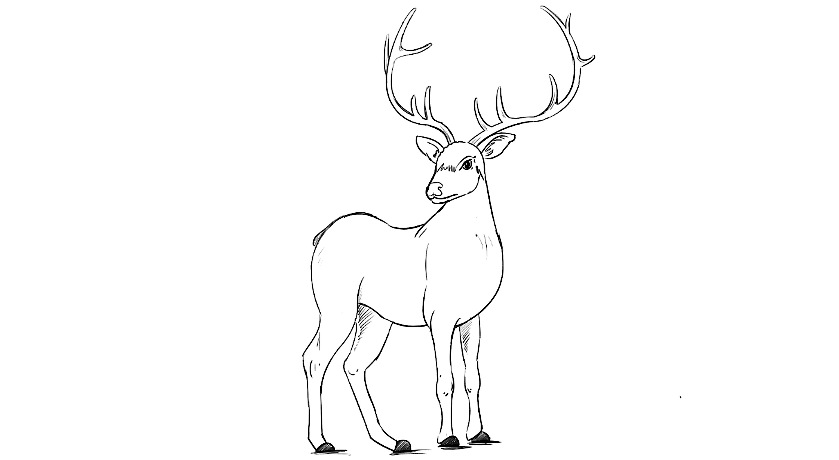 2810x1540 Deer Sketch Drawing Skill - Deer Sketch Drawing