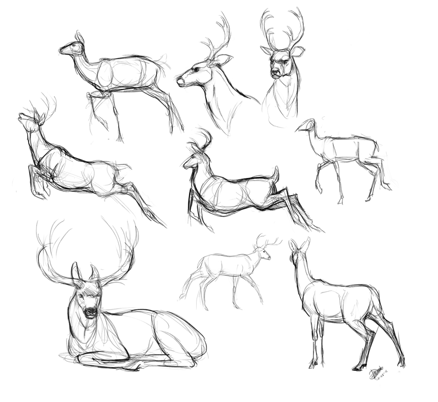 900x827 Deer Sketches By Nadiavanderdonk - Deer Sketch Drawing
