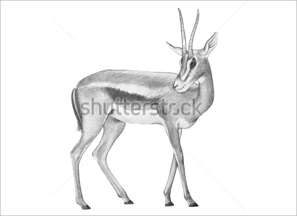 600x437 Drawn Deer - Deer Sketch Drawing