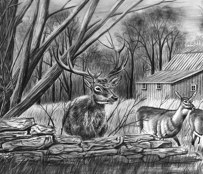680x582 Free Deer Drawings Amp Designs Free Amp Premium Templates - Deer Sketch Drawing