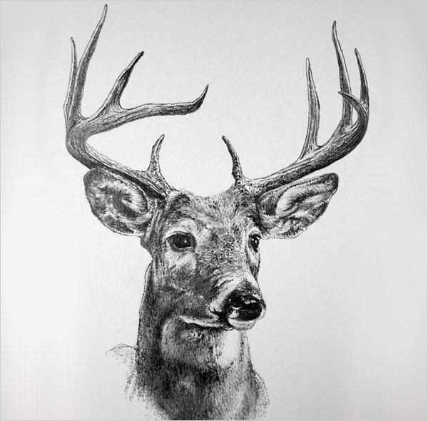 600x590 Free Deer Drawings Amp Designs Free Amp Premium Templates - Deer Sketch Drawing