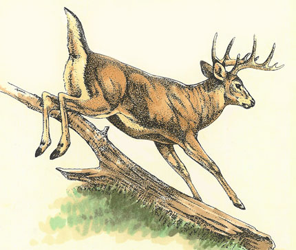 430x364 Deer Sketch Drawing Picture Illustration - Deer Sketch Drawing