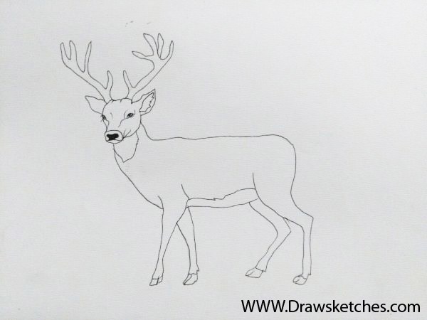 600x450 How To Draw A White Tailed Deer In A Few Easy Steps With Pictures - Deer Sketch Images