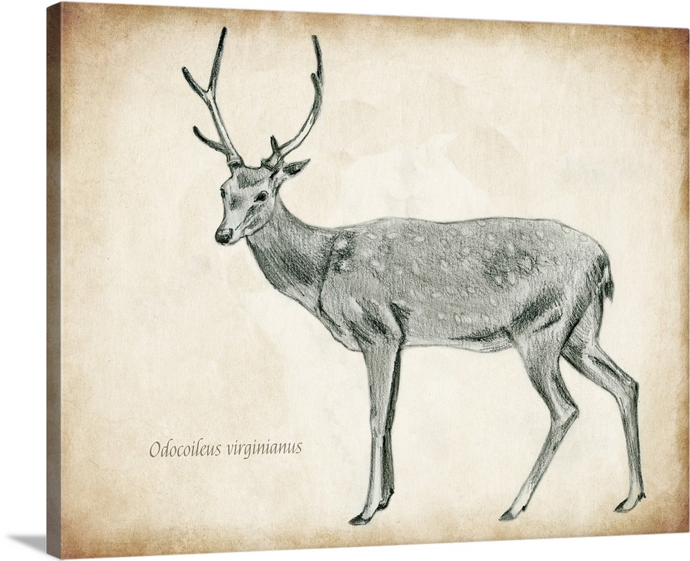 1000x813 Scientific Deer Sketch Ii Wall Art, Canvas Prints, Framed Prints - Deer Sketch Images